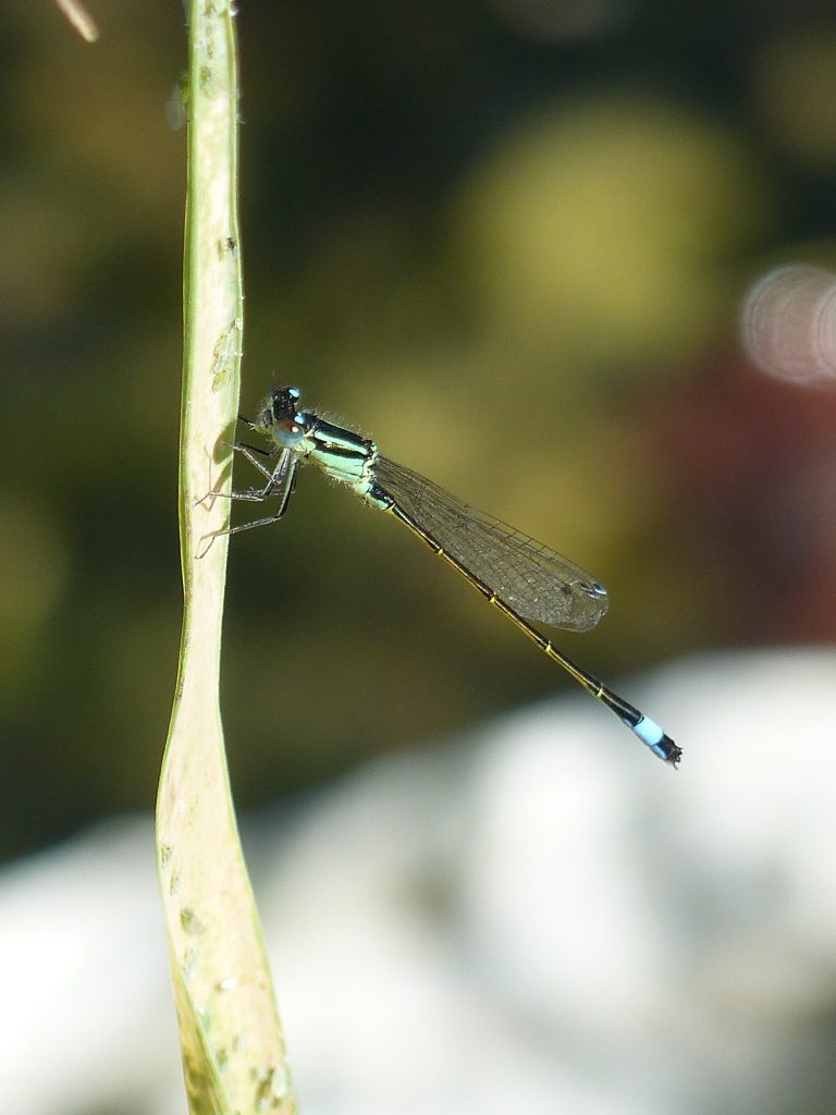 Agrion élégant