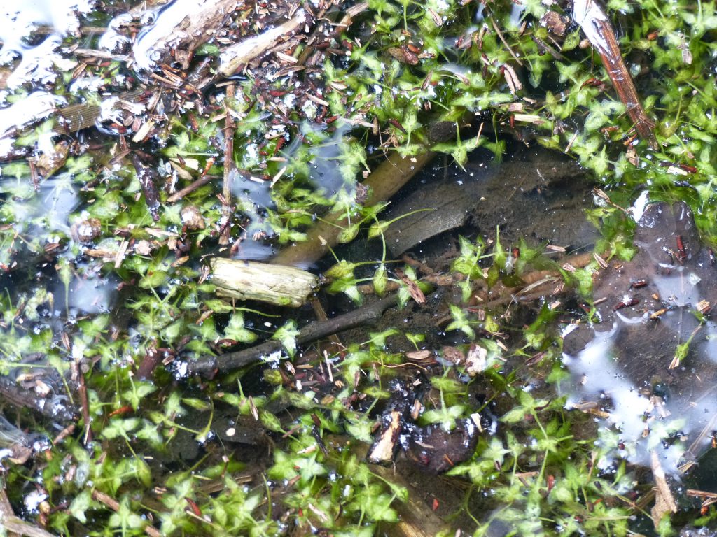 Lentille d'eau à trois sillons