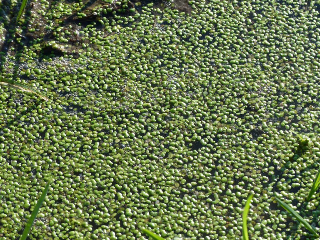 Lentille d'eau bossue