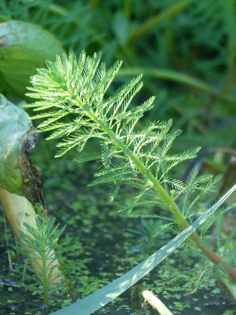 Myriophylle du Brésil