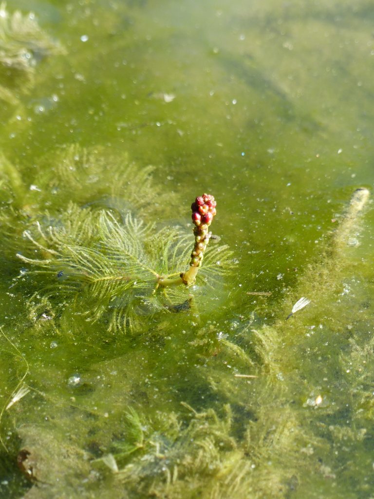 Myriophylle en épi