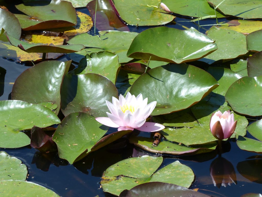 Nénuphar blanc