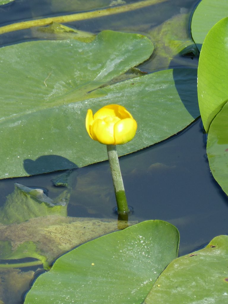 Nénuphar jaune