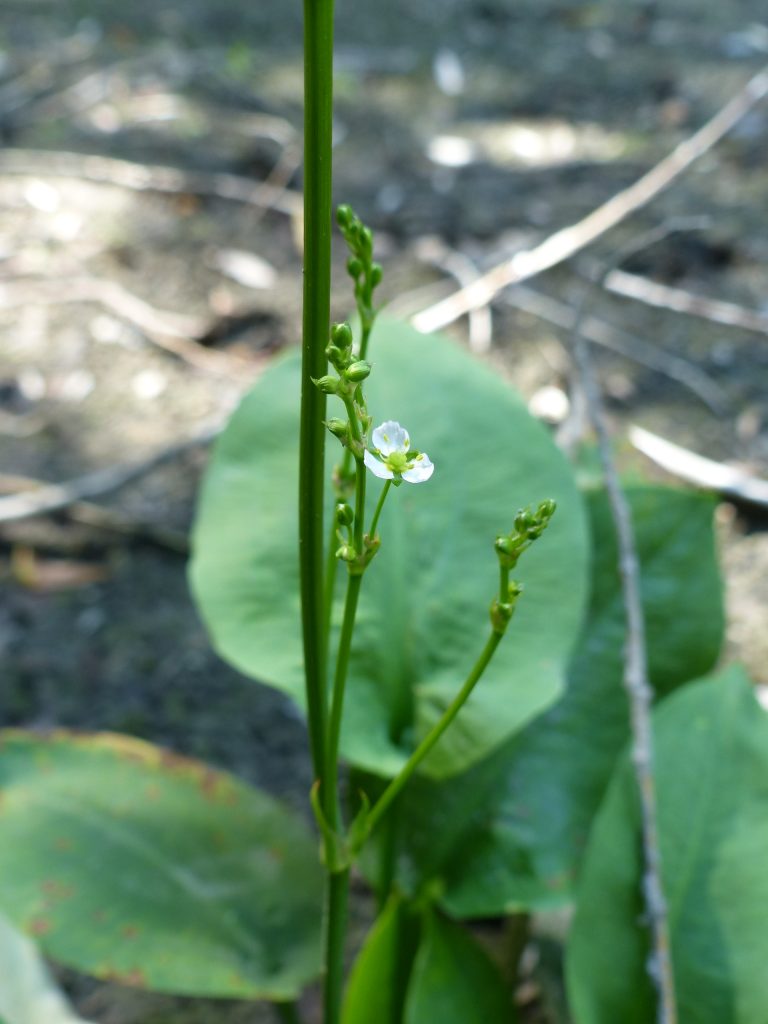 Plantain d'eau