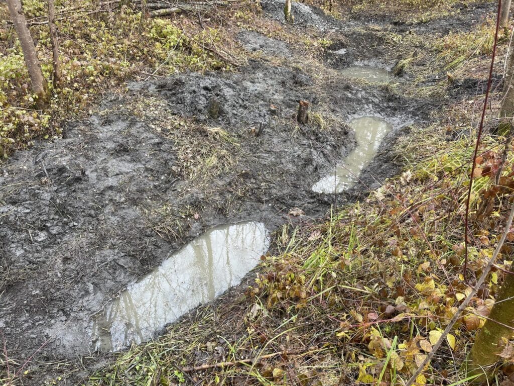 Mare à sonneurs à ventre jaune