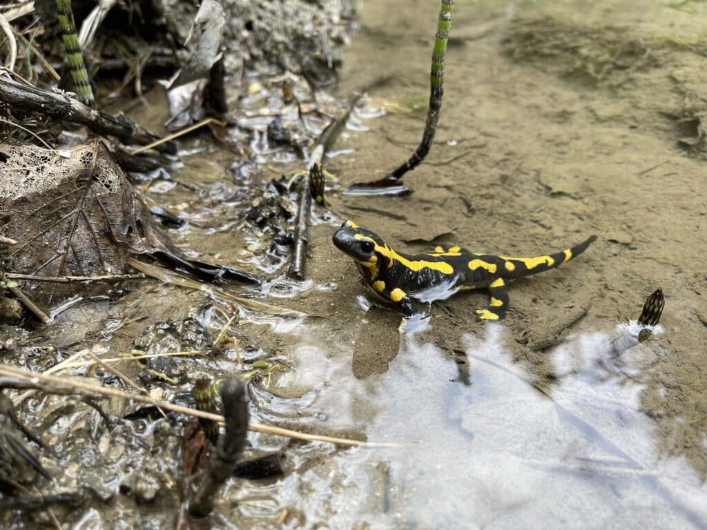 Salamandre tachetée