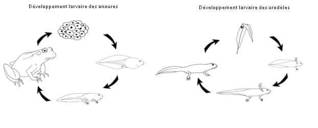 Cycle des amphibiens